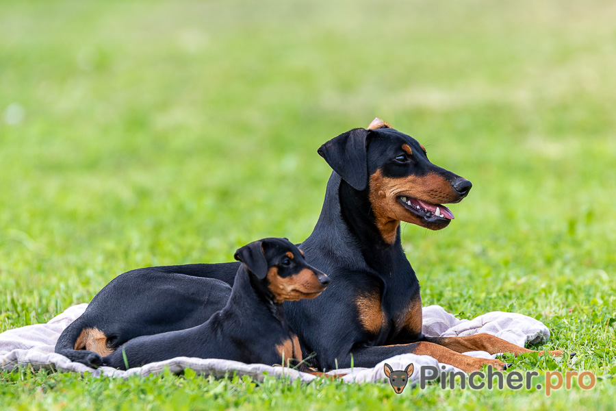 Немецкий пинчер NALEKS TREASURE TSEREN