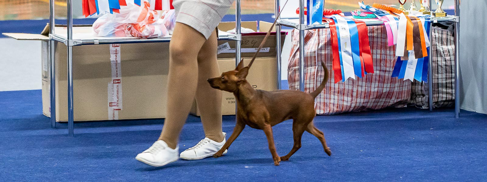 Миниатюрный пинчер Пинчерино Ея Таффи