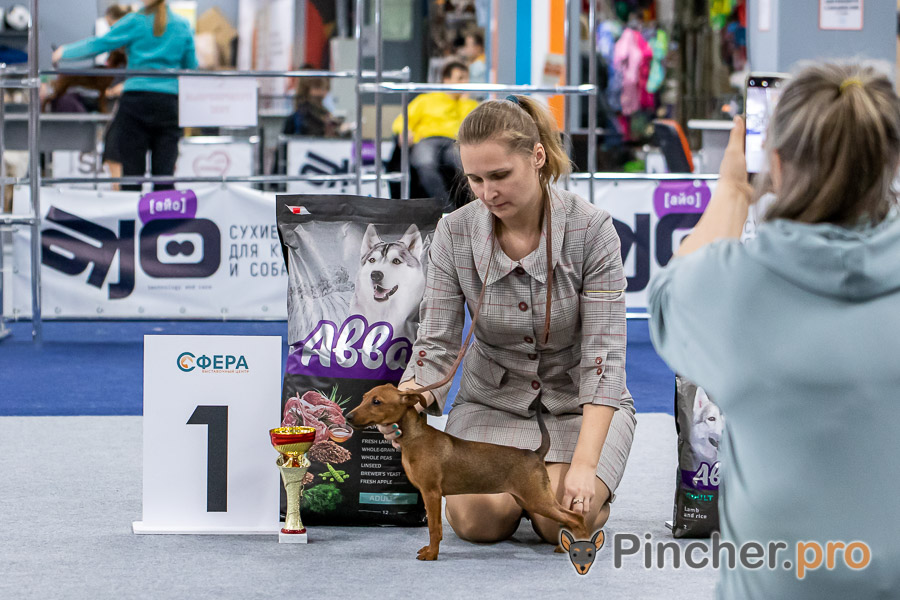 Миниатюрный пинчер Пинчерино Ея Таффи