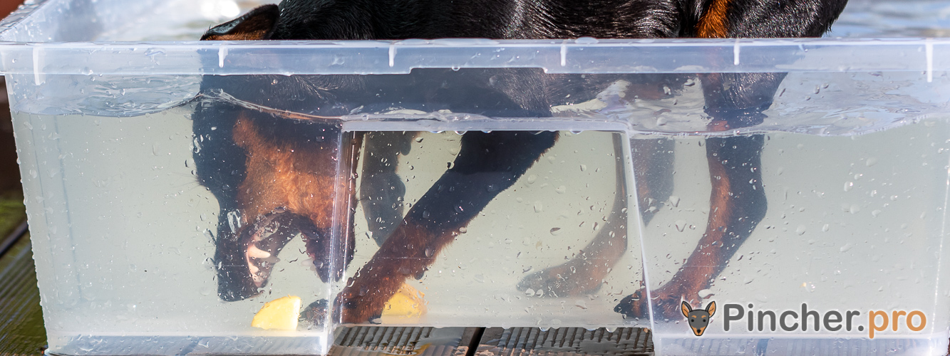 Миниатюрный пинчер Пинчерино Ея Таффи