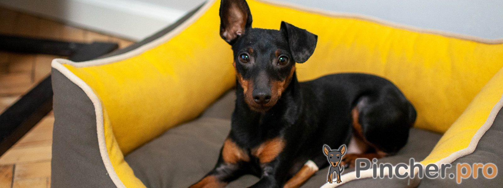 Кероген – моя первая в жизни собака