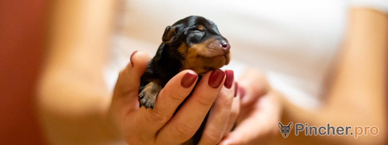 Щенок цвергпинчера