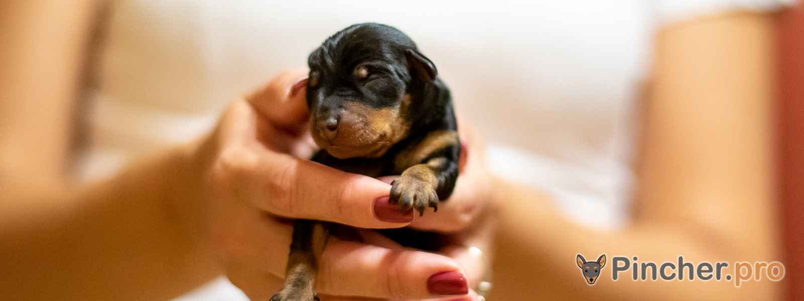 Щенок цвергпинчера