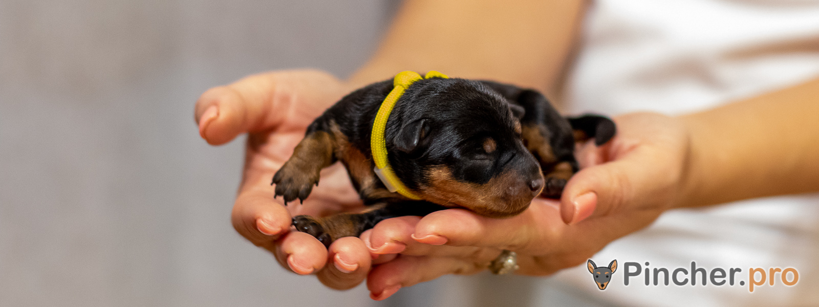 Щенок цвергпинчера