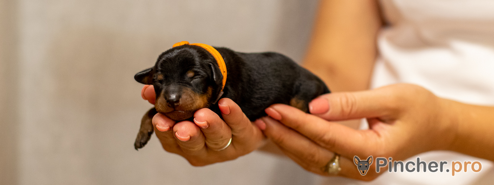 Щенок цвергпинчера