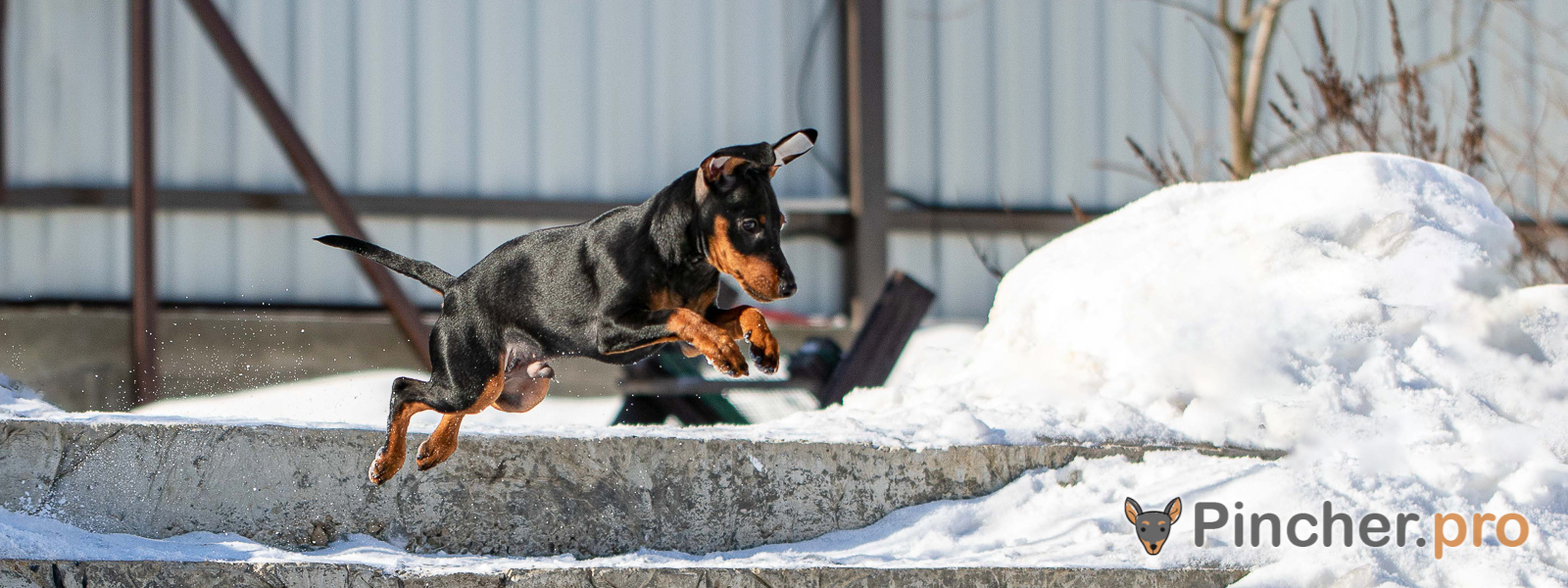 Щенок цвергпинчера