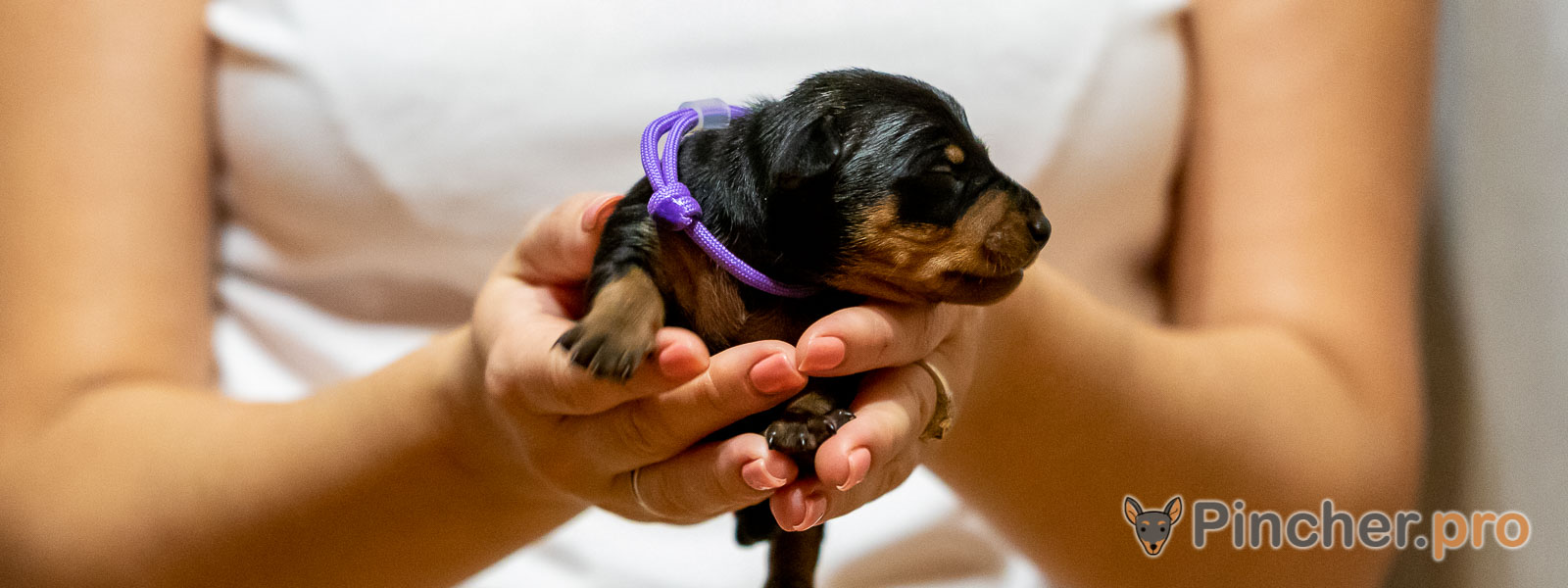 Щенок цвергпинчера