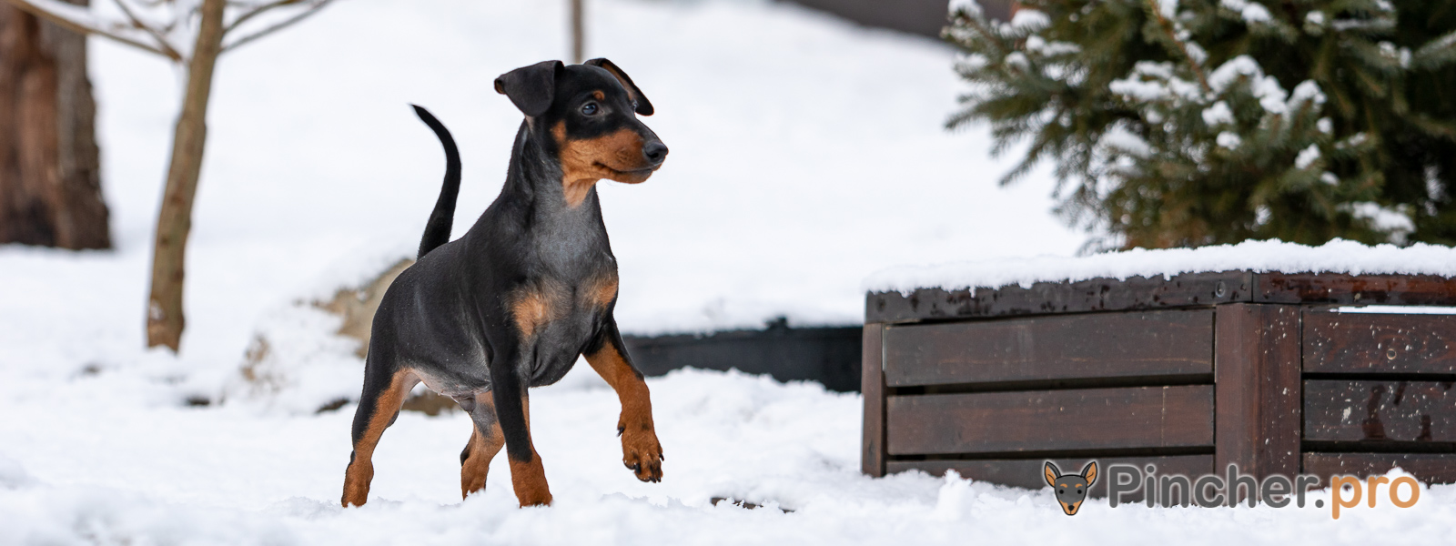 Щенок цвергпинчера