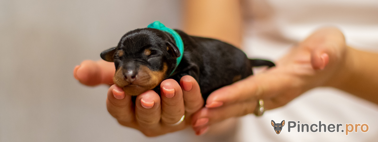 Щенок цвергпинчера