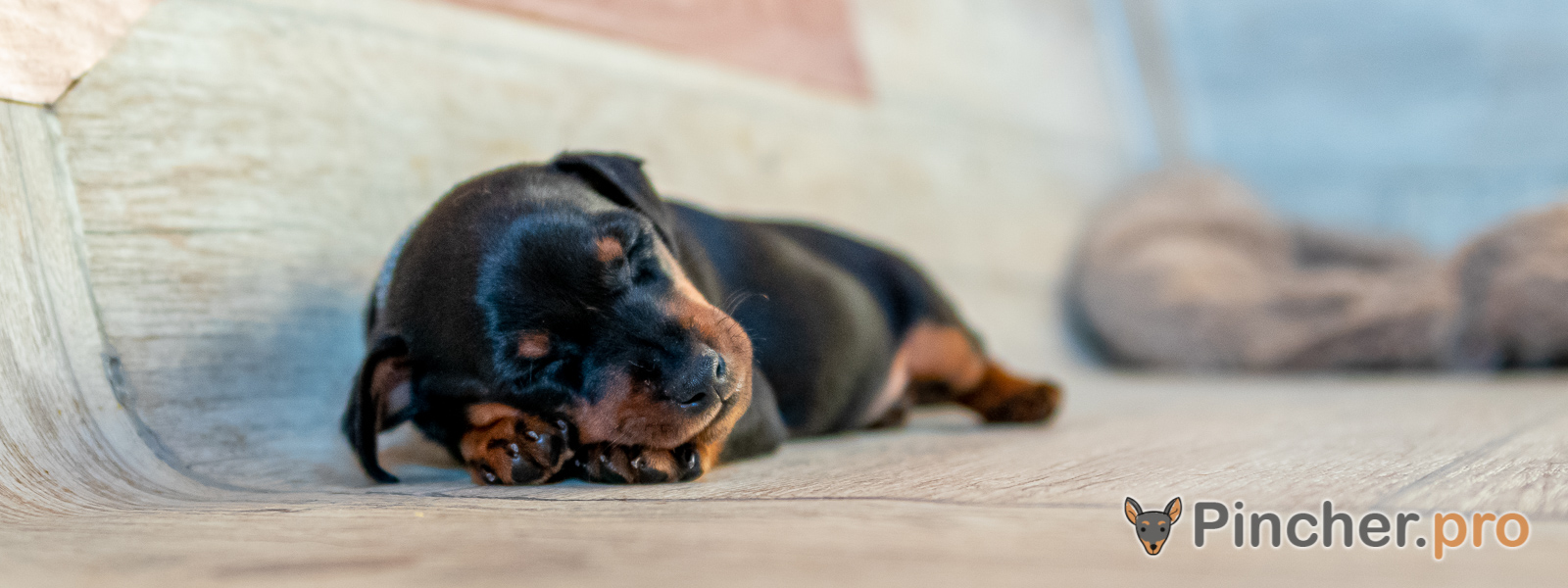 Щенок цвергпинчера