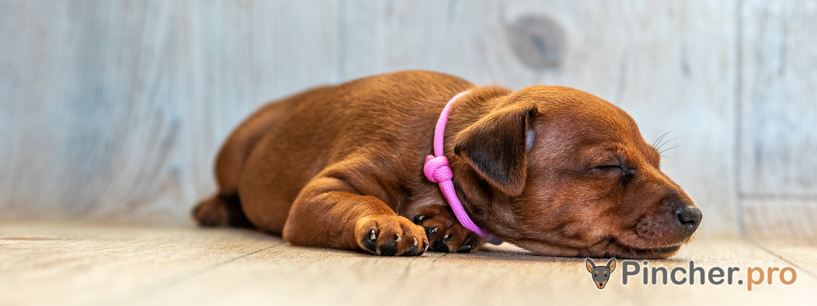 Щенок цвергпинчера