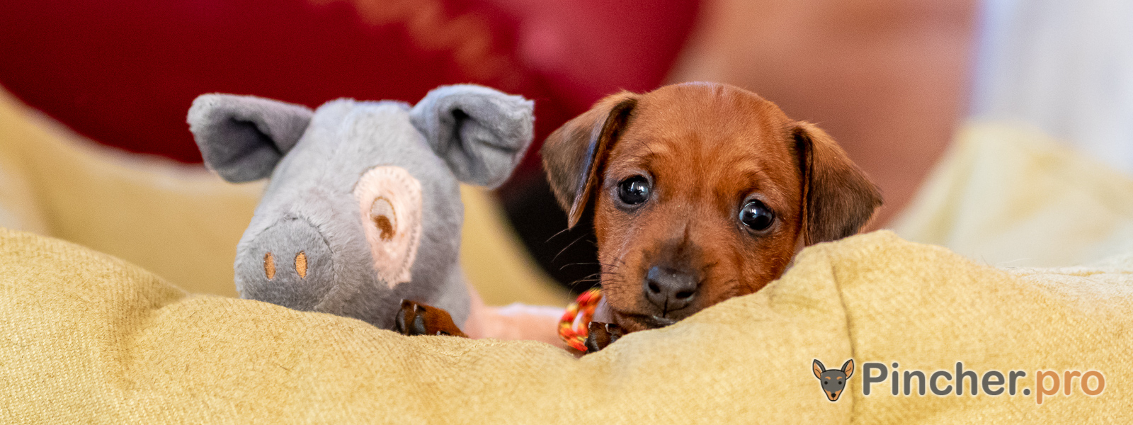 Щенок цвергпинчера