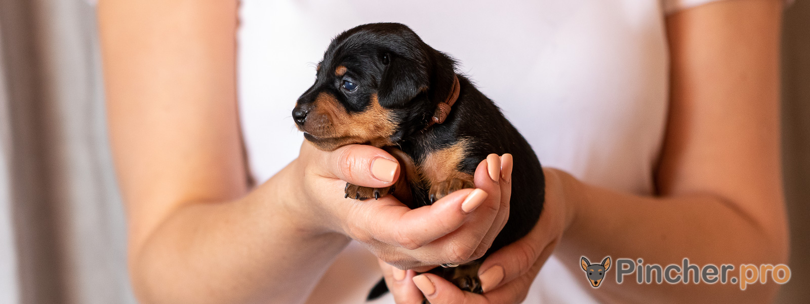 Щенок цвергпинчера