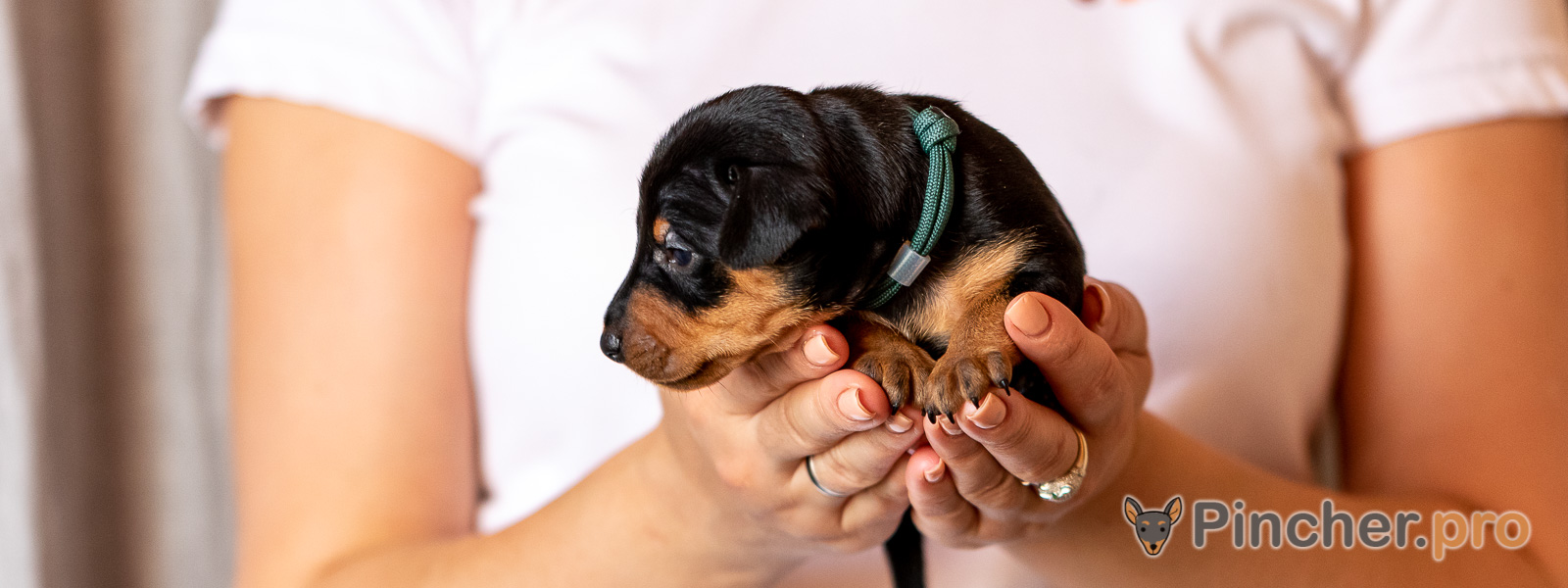 Щенок цвергпинчера