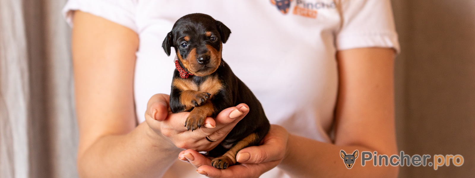 Щенок цвергпинчера