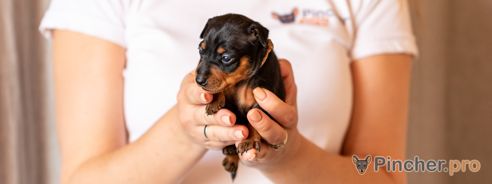 Щенок цвергпинчера