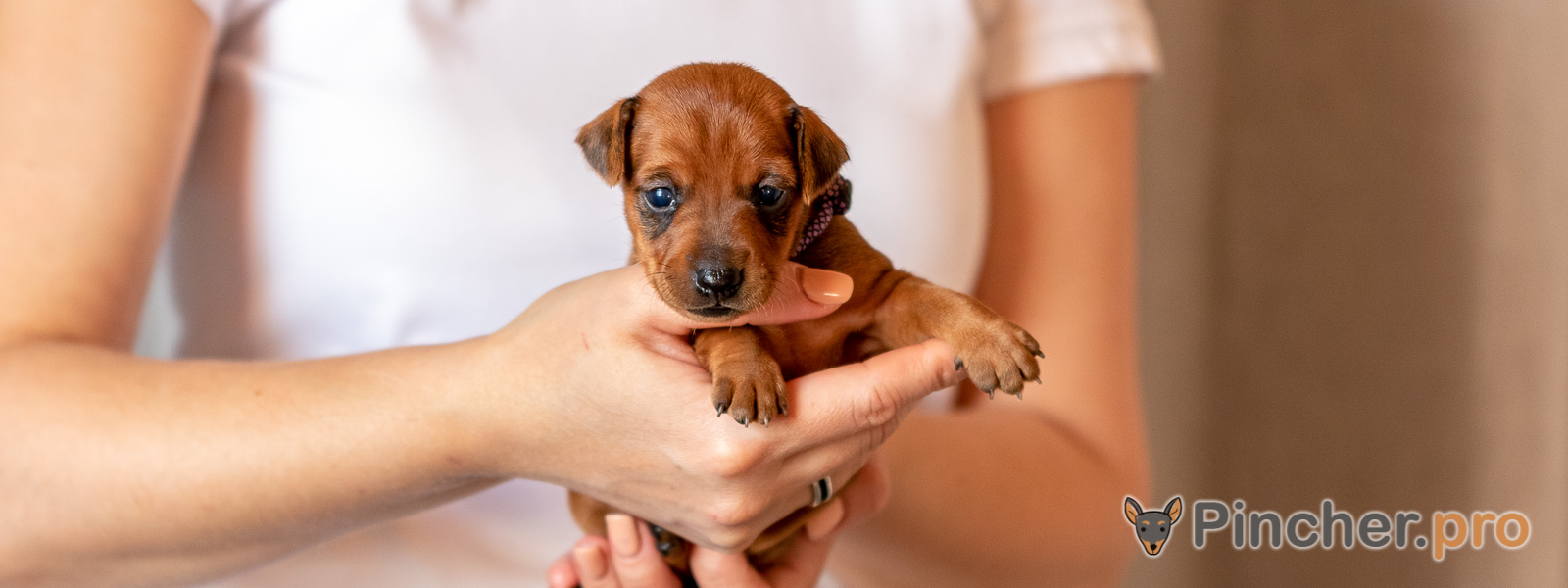 Щенок цвергпинчера