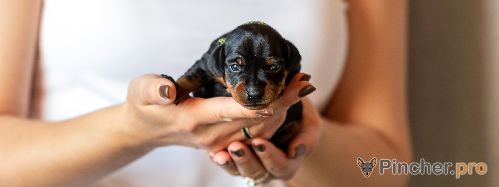 Щенок цвергпинчера