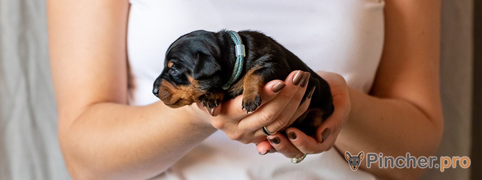 Щенок цвергпинчера