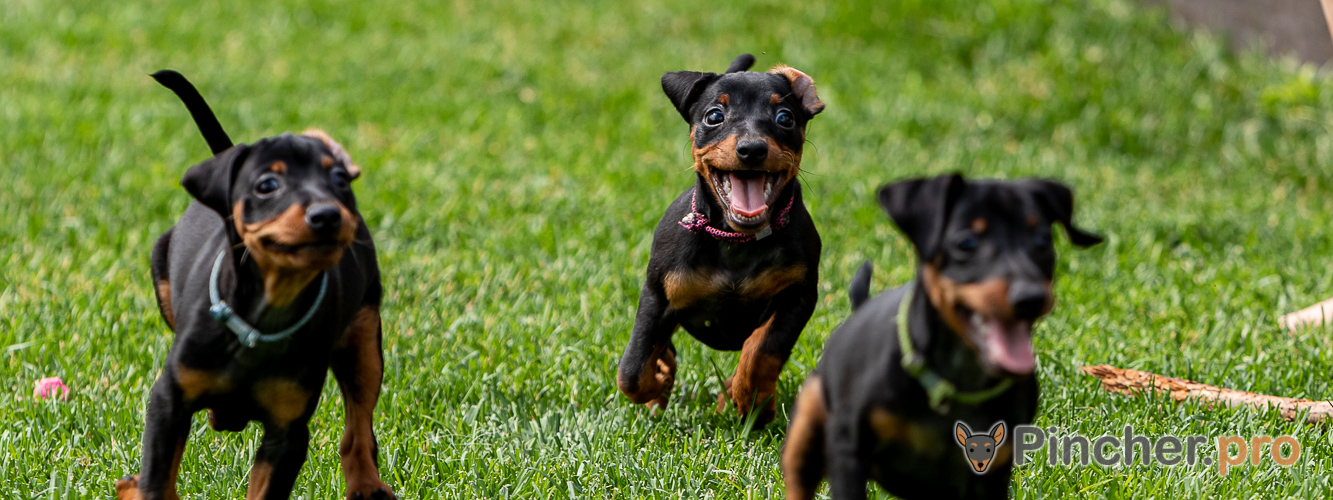 Щенок цвергпинчера