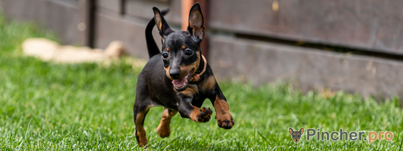 Щенок цвергпинчера