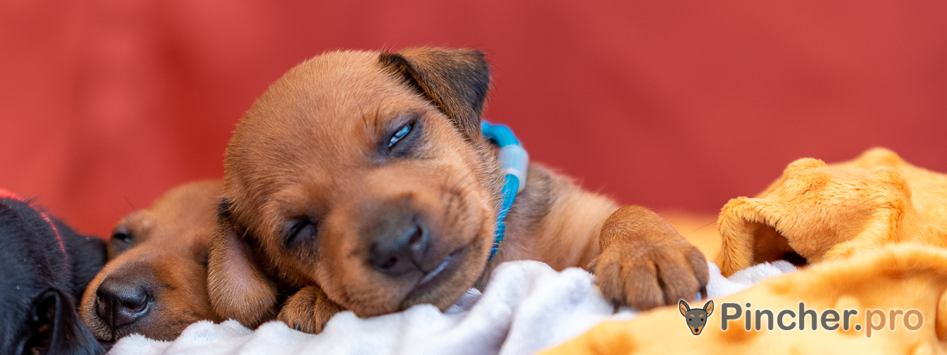 Щенок цвергпинчера