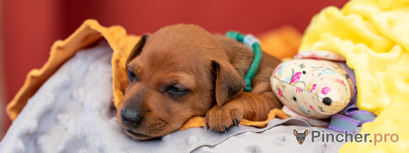 Щенок цвергпинчера