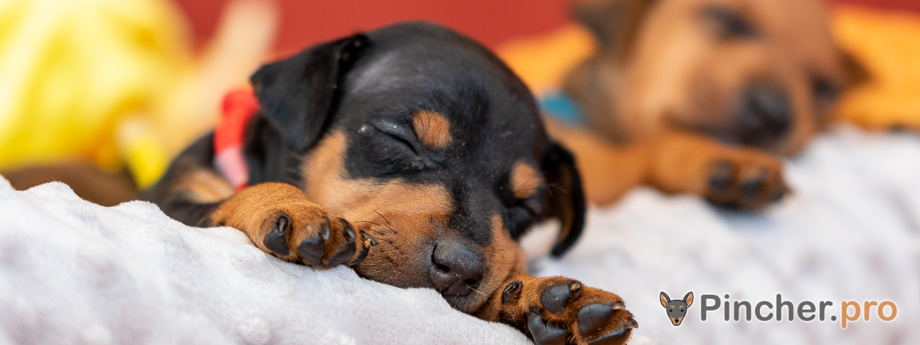 Щенок цвергпинчера