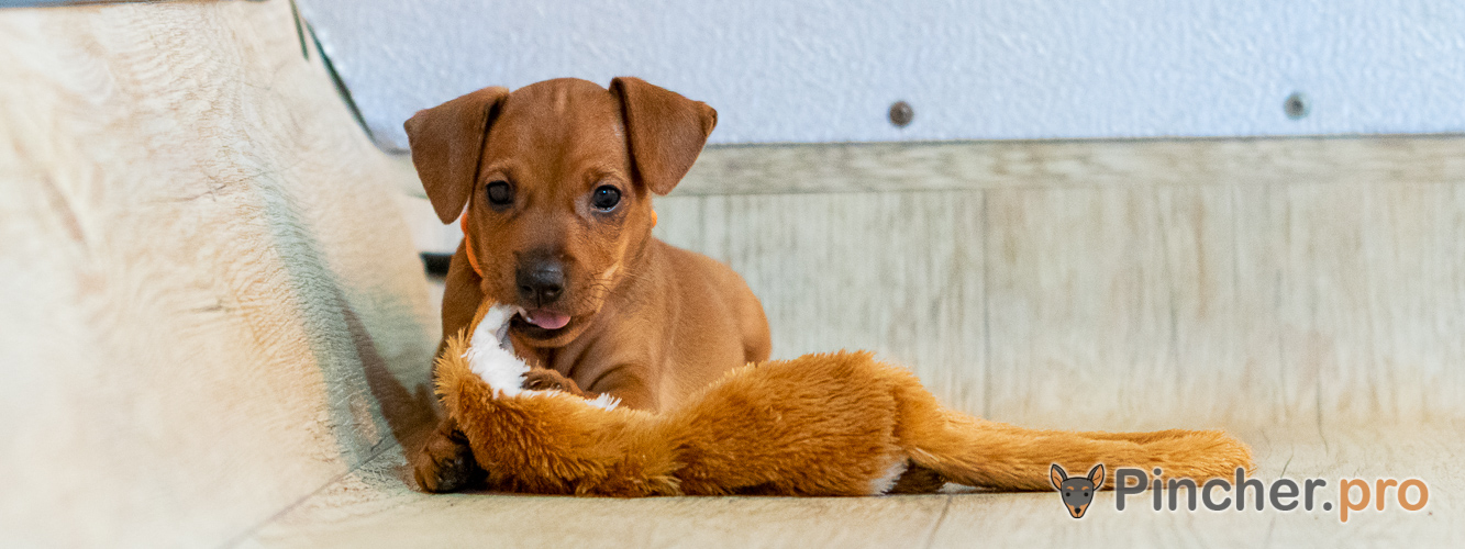 Щенок цвергпинчера