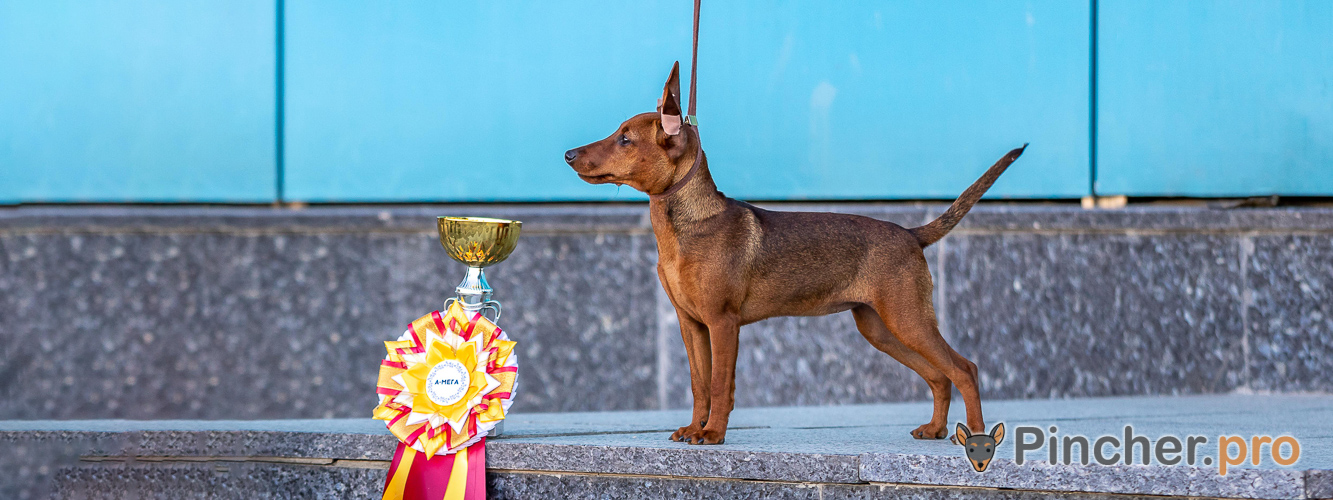 Щенок цвергпинчера
