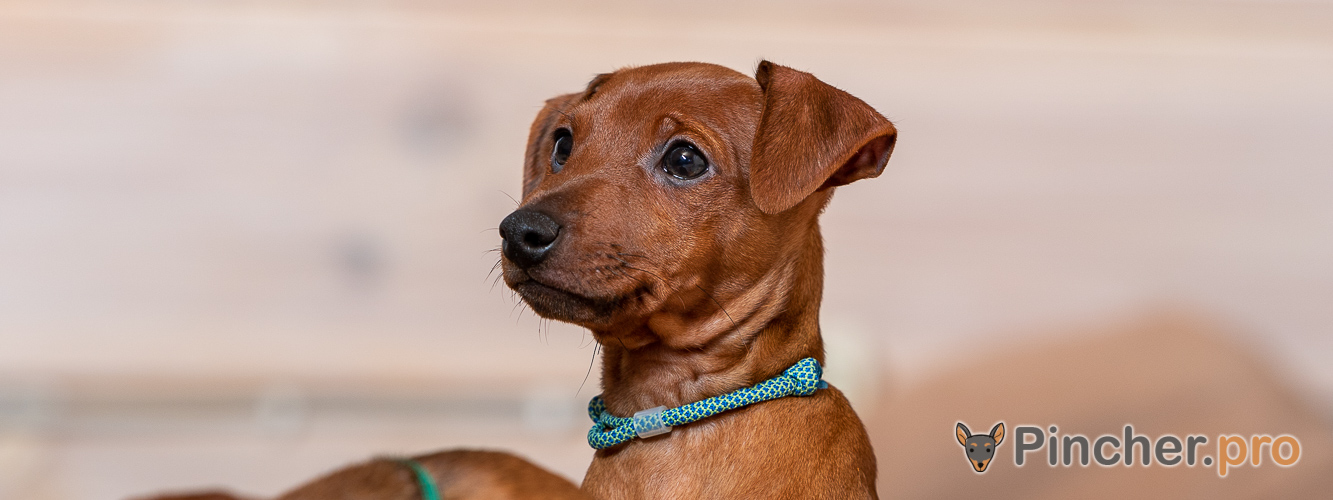 Щенок цвергпинчера