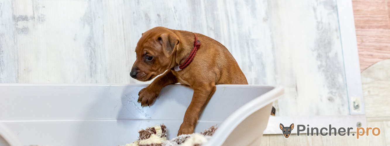 Щенок цвергпинчера