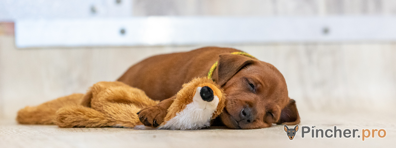 Щенок цвергпинчера