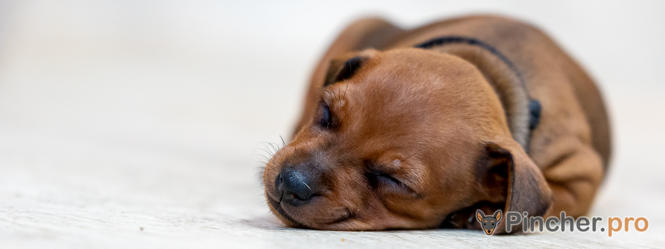 Щенок цвергпинчера