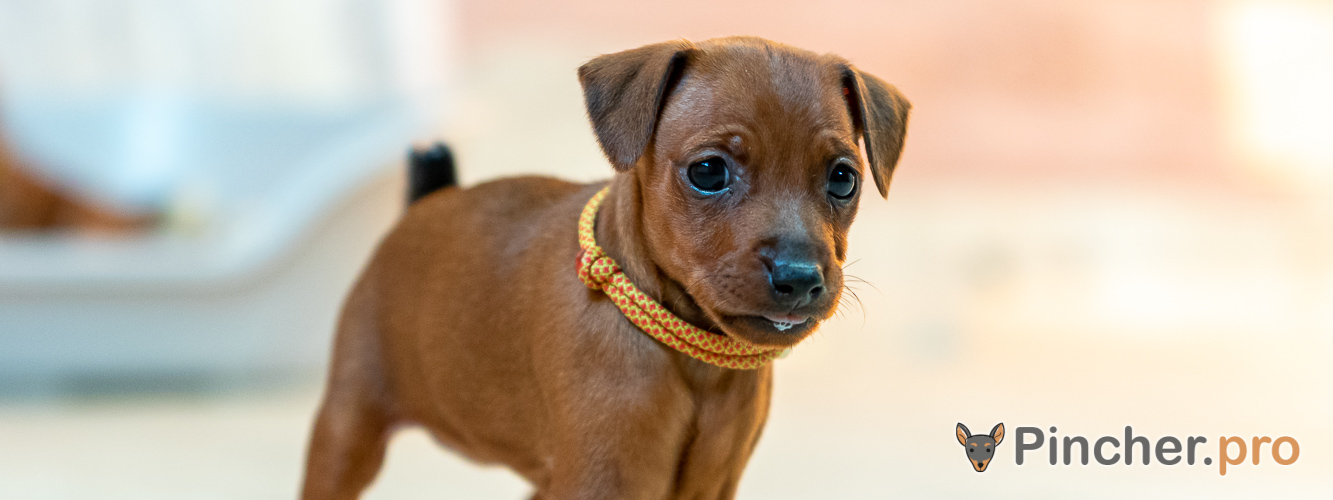 Щенок цвергпинчера