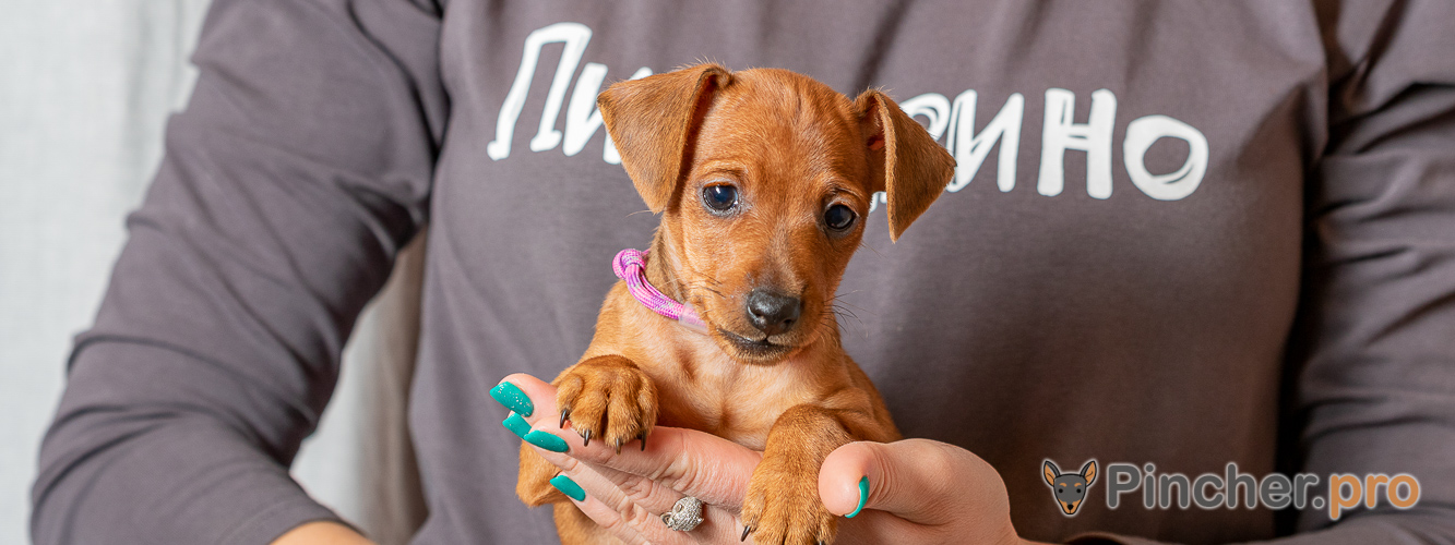 Щенок цвергпинчера