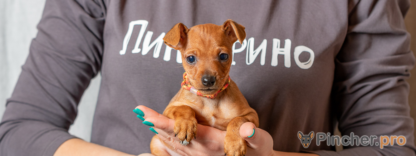 Щенок цвергпинчера