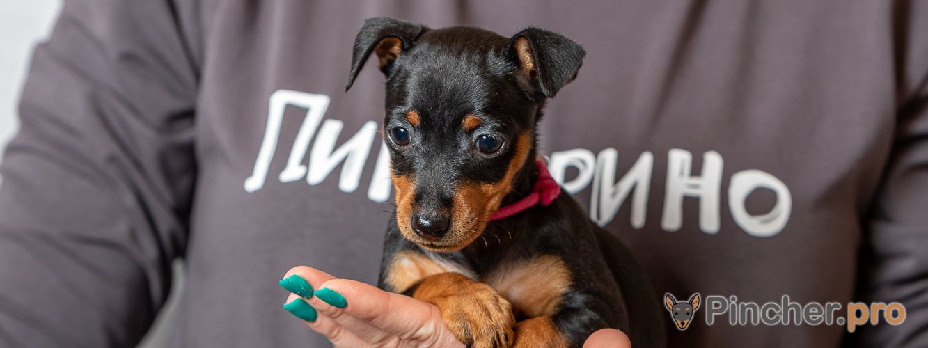 Щенок цвергпинчера