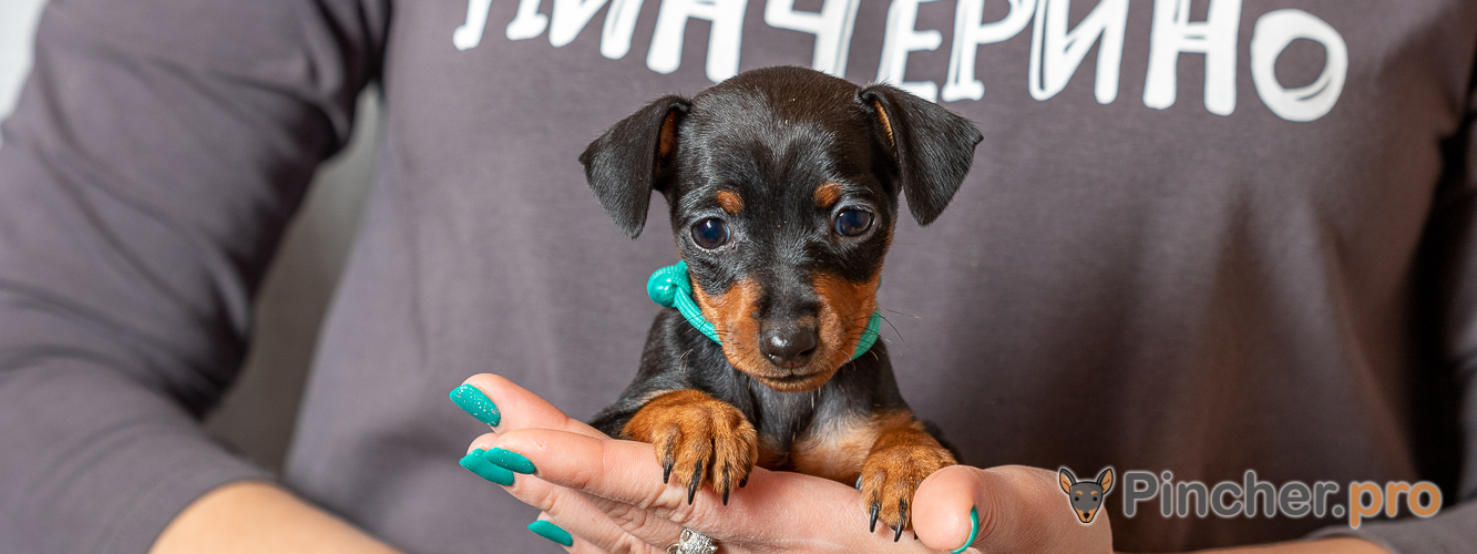 Щенок цвергпинчера