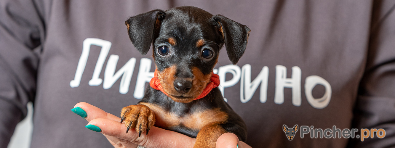 Щенок цвергпинчера