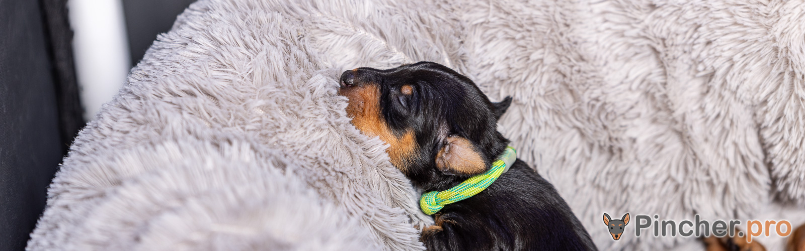 Щенок цвергпинчера