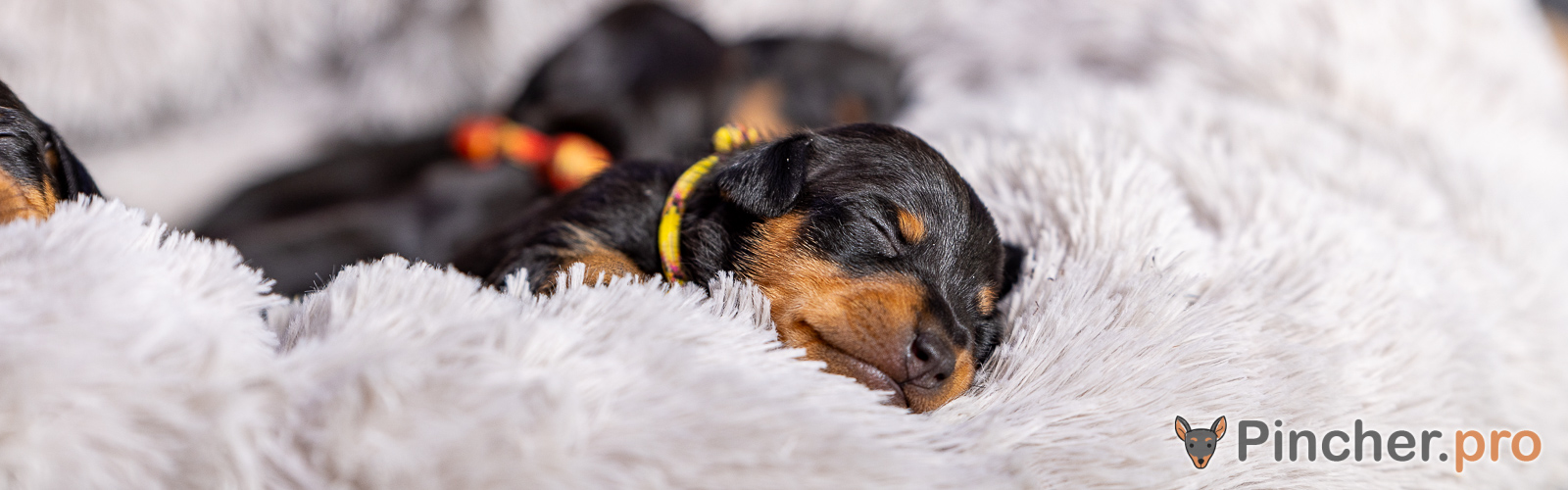 Щенок цвергпинчера