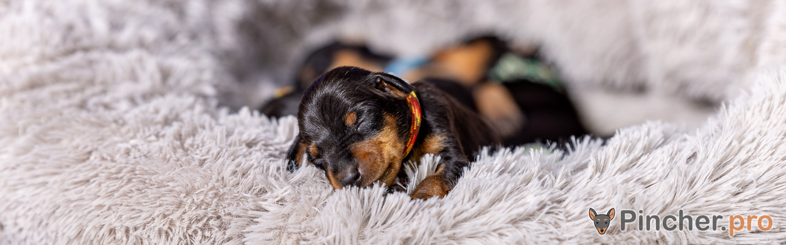 Щенок цвергпинчера
