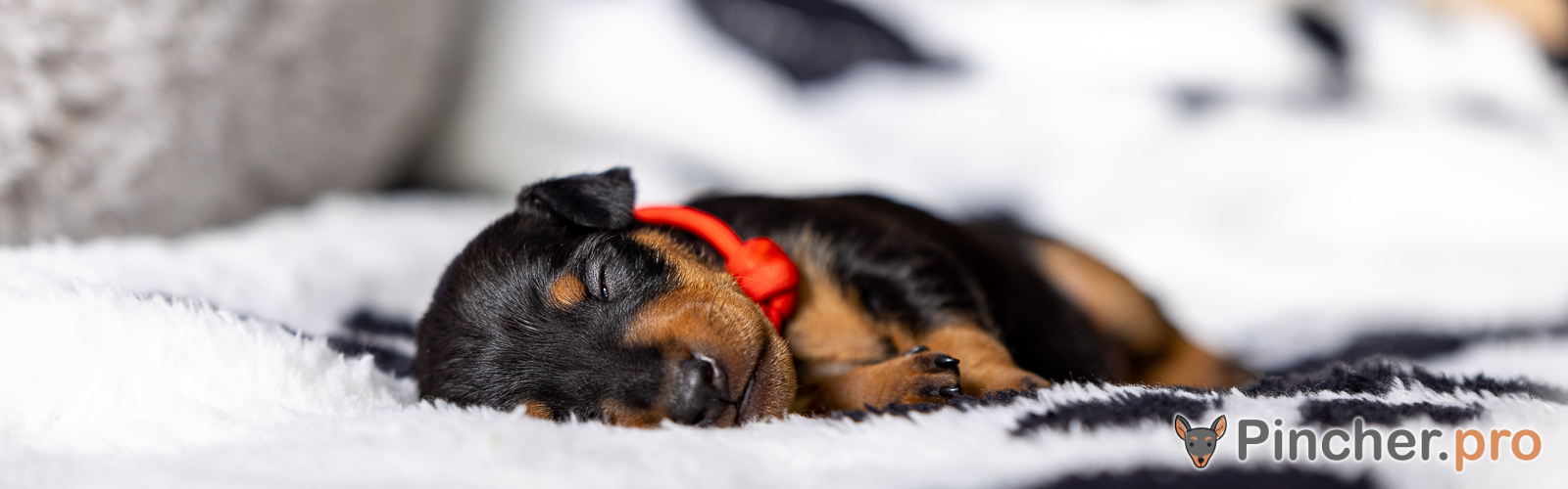 Щенок цвергпинчера