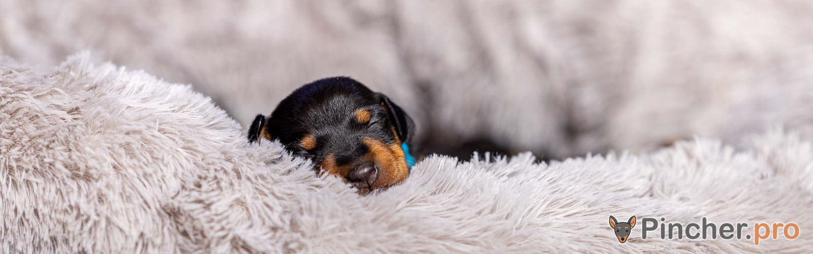 Щенок цвергпинчера