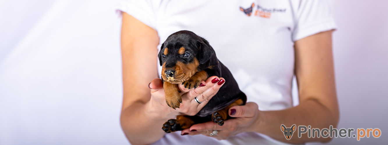 Щенок Немецкий пинчер