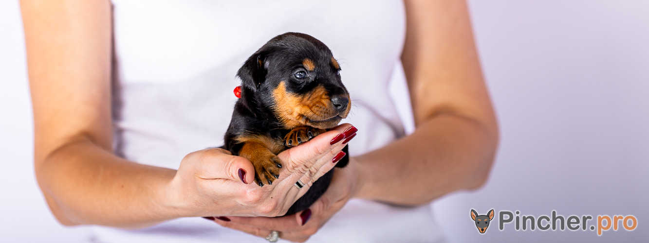 Щенок Немецкий пинчер