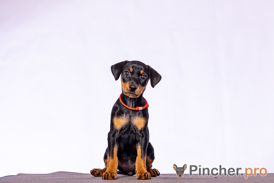 Щенок Немецкий пинчер