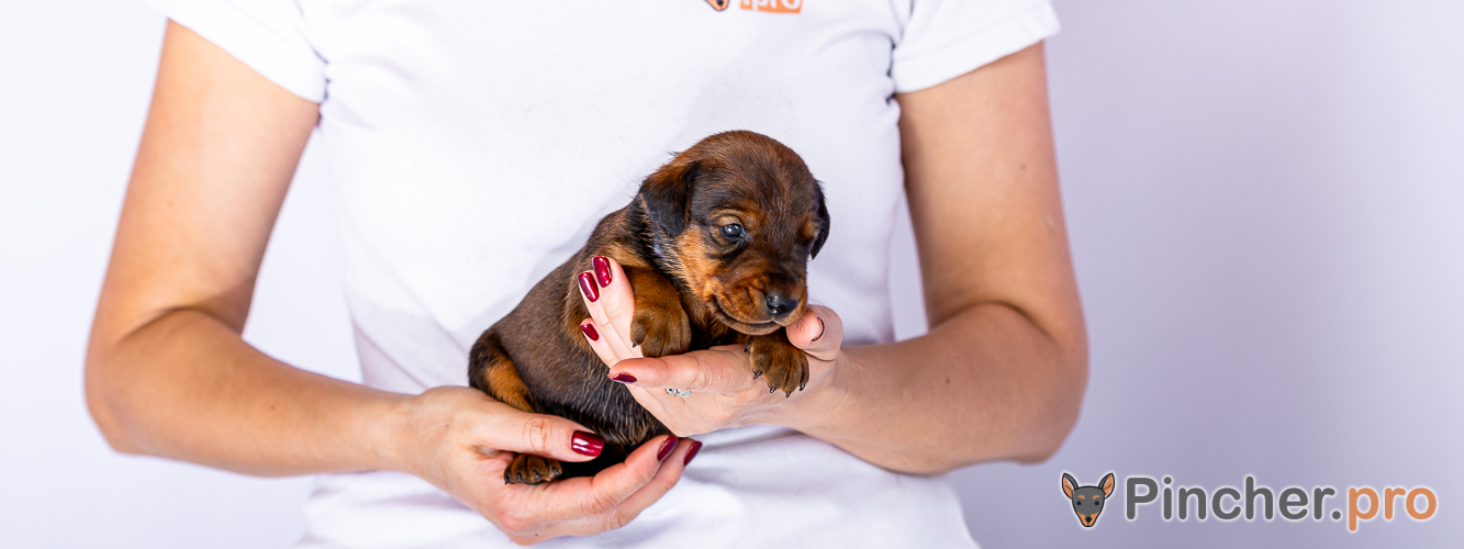 Щенок Немецкий пинчер