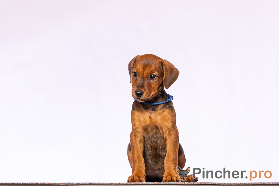 Щенок Немецкий пинчер